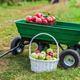 cart of apples in orchard